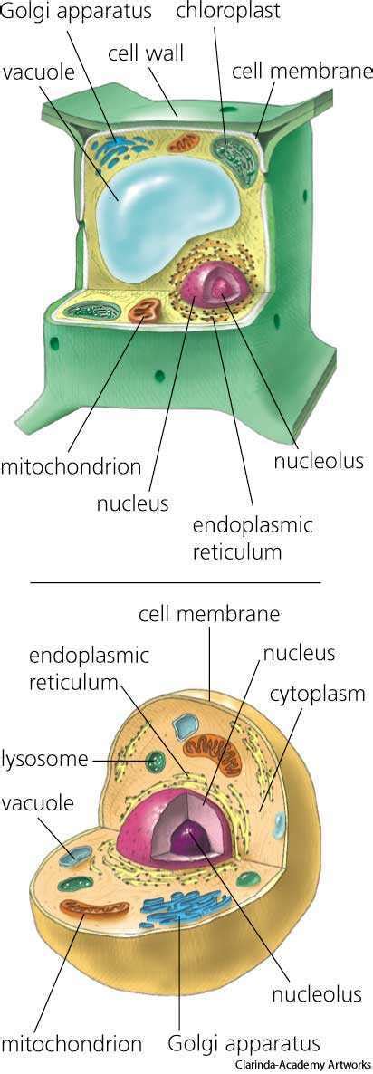 Animal cells ˈænɪməl sɛl definition: Cell dictionary definition | cell defined