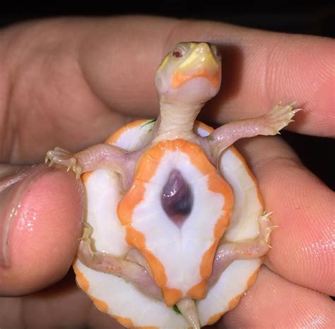 Baby Albino Turtle Born With Her Heart Beating Outside Of Her Shell
