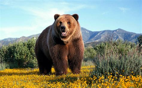 Amazing Grizzly Bear 1920 X 1200 Widescreen Wallpaper