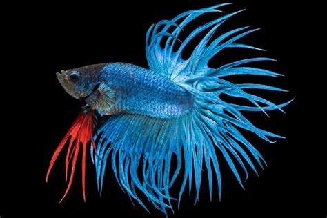 All About Crowntail Betta Types Care And Breeding