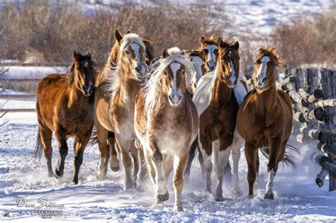 Photographing Horses In Beautiful Winter Scenes American