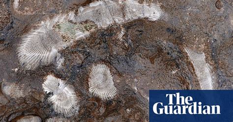 Exquisite Fossil Coral Unmasked In Wet Slabs Fossils The Guardian