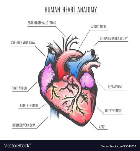 Human Heart Anatomy