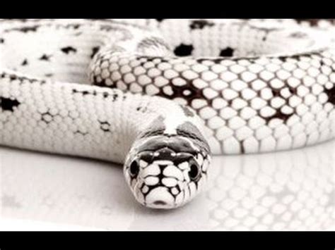 Kumpulan gambar masjid kartun hitam putih terbaru sobponsel source: CALIFORNIA KINGSNAKE - Ular Hitam Putih - Wild Life Animal ...