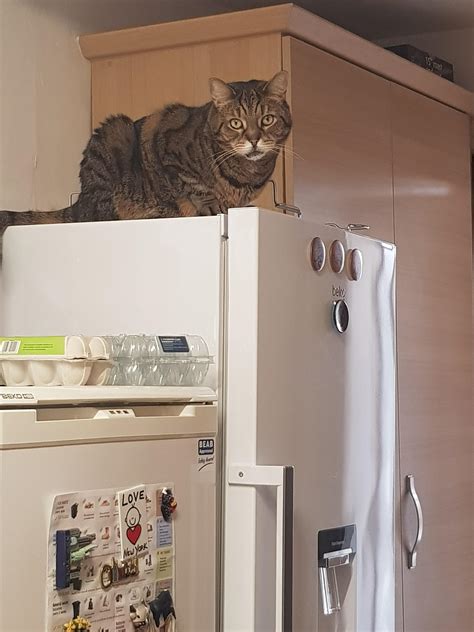 Guarding The Fridge During The Pandemic Cats