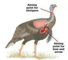 Pin On Turkey Hunting