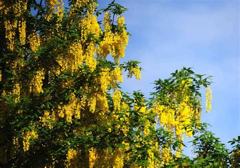 How To Grow And Care For Golden Chain Tree