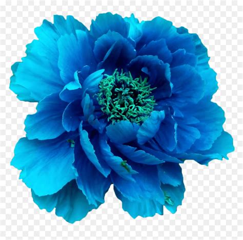 We did not find results for: Blue Flower No Background, HD Png Download - 850x793 PNG ...