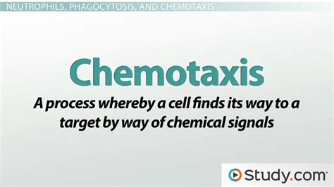 Granulocytes Definition Function And Types Video And Lesson Transcript