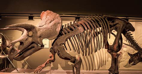 Maybe you would like to learn more about one of these? What was the last dinosaur before extinction? Yale ...