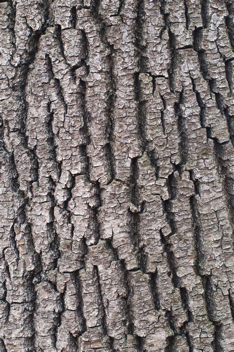Tree Bark Free Stock Photo Freeimages