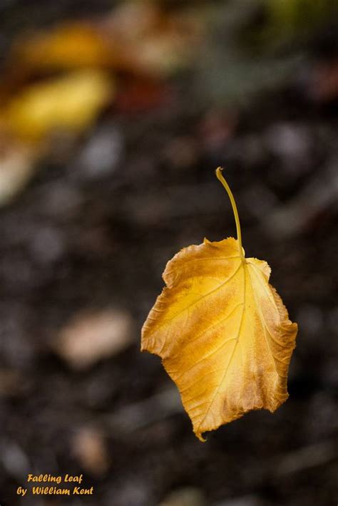 Photography Falling Leaf Best Photography Ideas