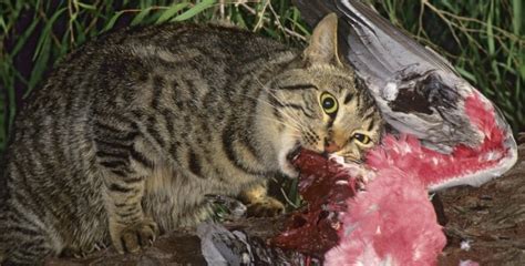 Cats Kill 15 Billion Native Animals A Year Sporting Shooter