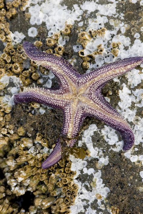 Starfish Mouth Stock Photo Image Of Crustacean Fish 5960618