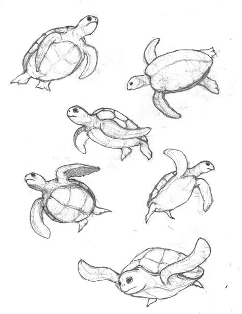 How to draw sea life animals. Turtle sketch, Turtle drawing, Animal drawings
