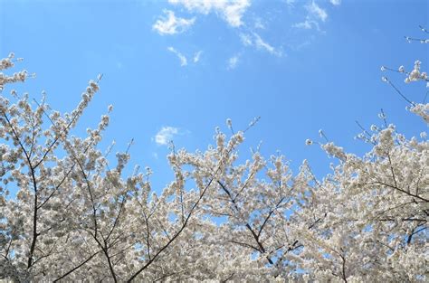 Landscape Of White Fruit Trees Blossoms Under Blue Sky Free Image Download