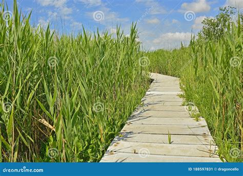 Wooden Walkway Across Wetland Stock Image Image Of Della Giulia