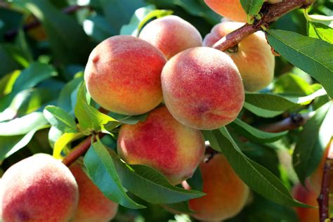 Peach Trees Planting Growing And Pruning Plantura