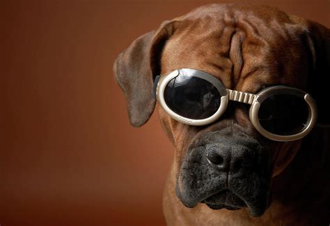 Dog Wearing Sunglasses Photograph By Chris Amaral Fine Art America