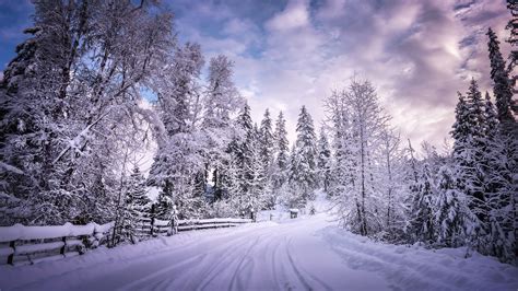 Snow Trees Road Hd Wallpapers Wallpaper Cave