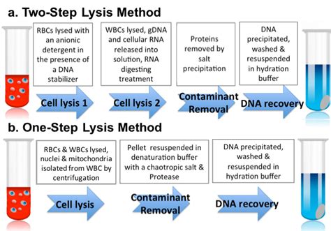 Dna Extraction Protocol Choosing Whole Blood Dna Isolation Method