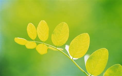 Wallpaper Sunlight Leaves Nature Branch Green Yellow Summer