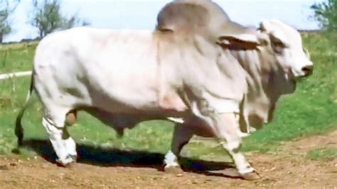 Huge Grey Brahman Bulls Coming Out Of Trailers And Going To Meet The