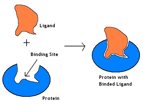 Recent examples on the web one common example of a ligand is found in siderophores, chemical compounds that bacteria secrete to break down iron particles. Ch 4 Vocab: Cell and Molecular Biology Flash Cards: Koofers