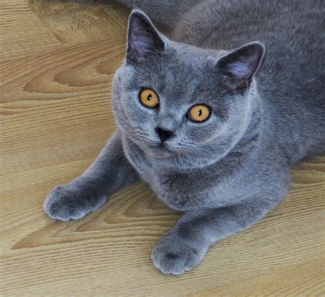 British Shorthair Blue Cat Blog Archive Z Photo Blog
