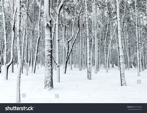 Beautiful Winter Forest Scene Bare Trees Stock Photo