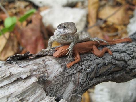 Curly Tailed Lizards Eat Brown Anoles Not On Cayman Brac Anole Annals