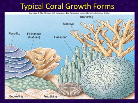 Typical Coral Growth Forms — Arena
