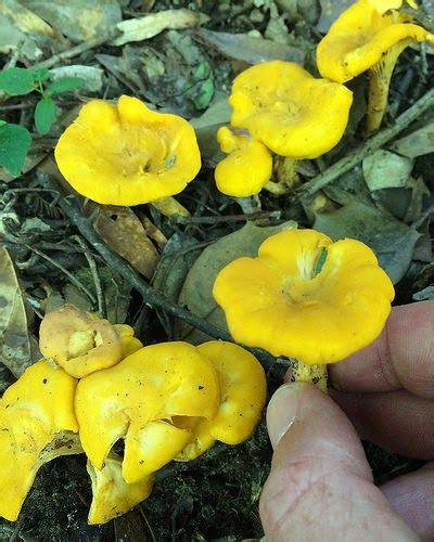 Chanterelle Mushroom Scientific Names Cantharellus