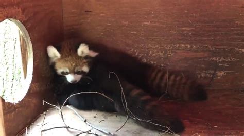Columbus Zoo Shows You What Red Pandas Do In Their Nest Box Wsyx