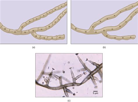 Characteristics Of Fungi Introductory Biology Evolutionary And