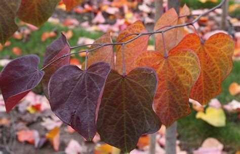 Cercis Forest Pansy Fall Color Blue Heron Nursery