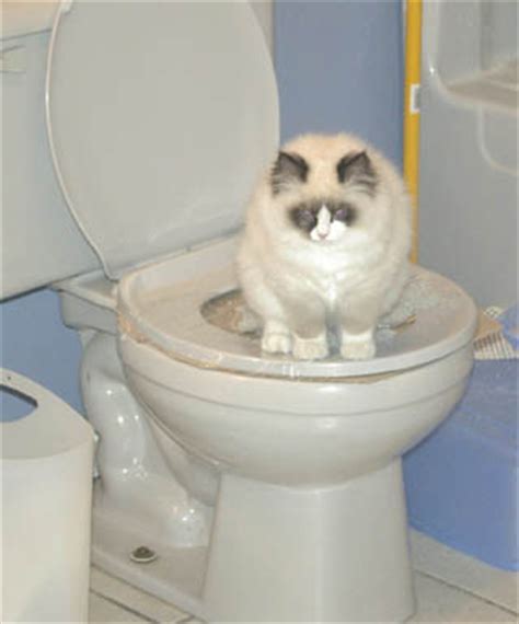 The seat has four rings that can be removed to increase the size of the hole in its center. Train Cat to Use Toilet