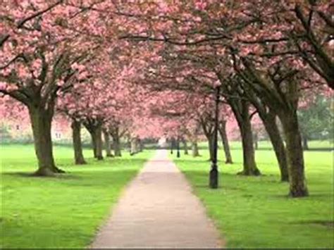 Taman mini indonesia indah (es); Paling Keren 30 Background Pemandangan Taman Bunga Sakura - Kumpulan Gambar Pemandangan