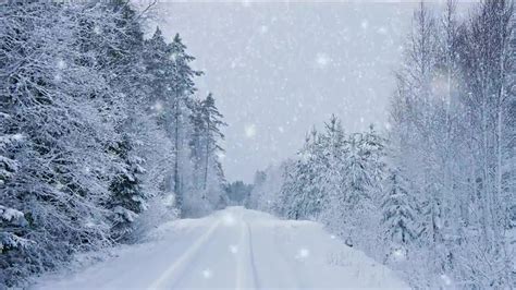 Video Background Winter Snowfall Forest Best Use For