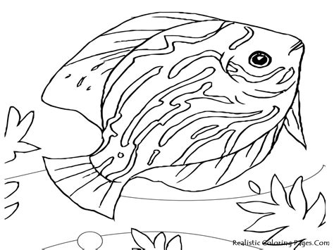 Realistic Sea Life Coloring Pages At