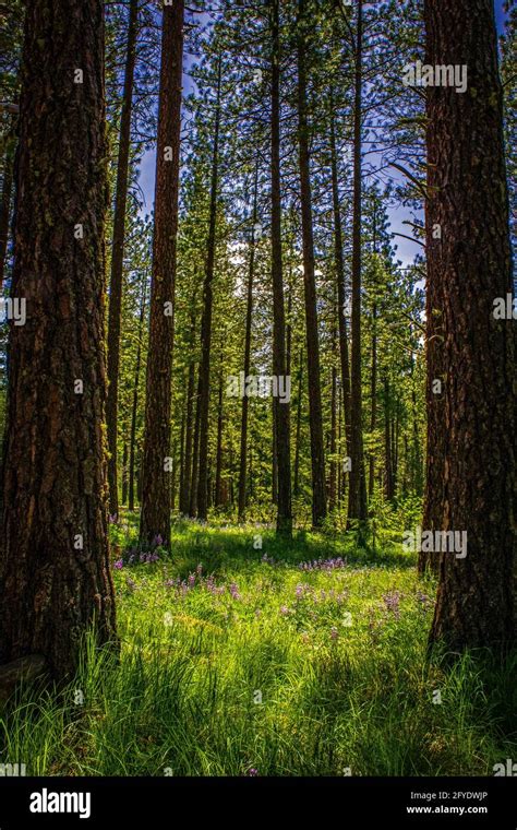 Forest Meadow With Blooming Wild Flowers Surrounded By Giant Ponderosa