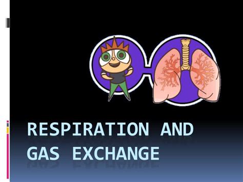 Ppt Respiration And Gas Exchange Powerpoint Presentation Id2418205
