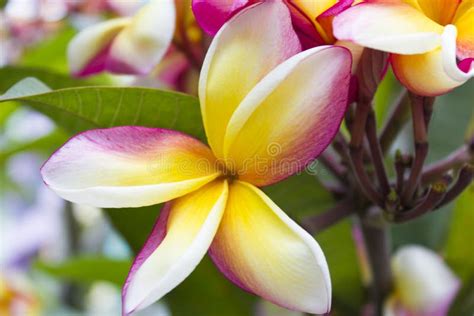 Beautiful Tropical Flowers Stock Photo Image Of Hawaii 85337698