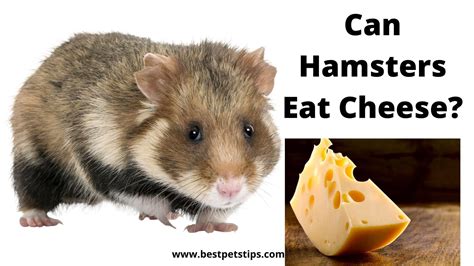 Can Hamsters Eat Cheese The Cheesy Guide