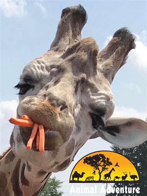 Animal adventure park's johari & oliver giraffe cam!* to engage chat on our channel, users must be subscribed to the channel *stay current . Pin by Lynn Hudock on April, Oliver, Tajiri, Azizi ...