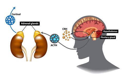 Hypothalamic Pituitary Adrenal Hpa Axis