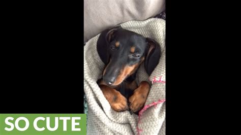 Tucked In Dachshund Falls Asleep While Watching Tv Youtube