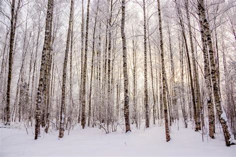 Birch Grove In The Winter In The Snow White Trees Trees In The Snow