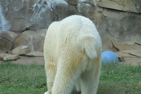 Fotos Gratis Blanco Fauna Silvestre Zoo Mullido Mamífero