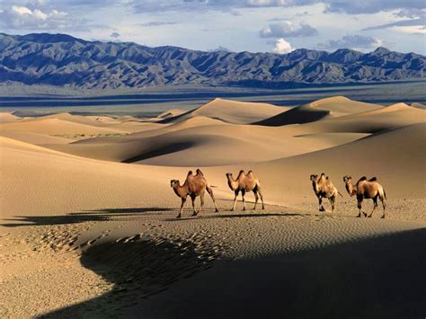 Tourism Gobi Desert